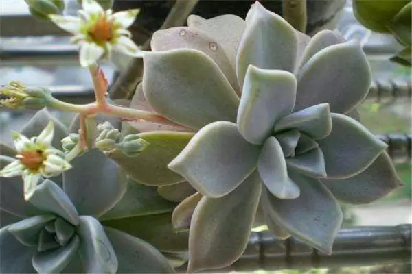 石莲花盆栽关键技术 石莲花盆栽关键技术