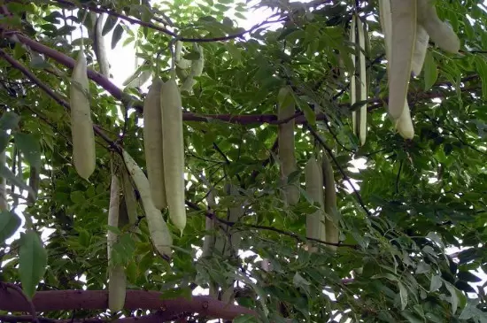 皂荚树的特点 皂荚树的特点