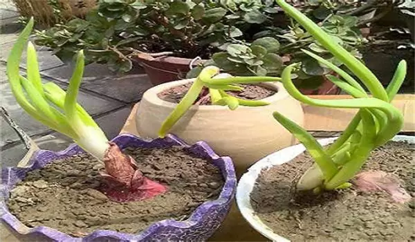 洋葱发芽了可以种植吗?洋葱发芽怎么种植 洋葱发芽了可以种植吗?洋葱发芽怎么种植