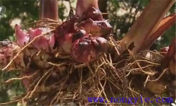 美人蕉的如何繁殖 美人蕉的如何繁殖