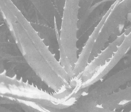 芦荟的美容作用 芦荟的美容作用