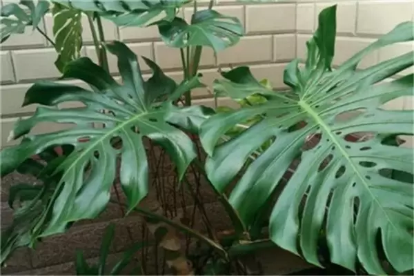 盆栽龟背竹花怎么养?龟背竹盆栽技术要点 盆栽龟背竹花怎么养?龟背竹盆栽技术要点