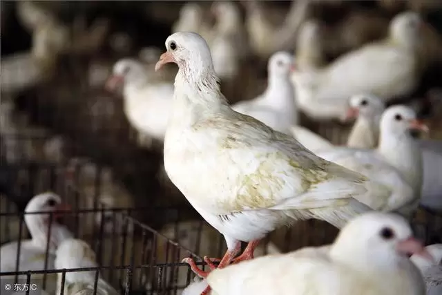 肉鸽养殖的自动化插图 肉鸽养殖的自动化插图