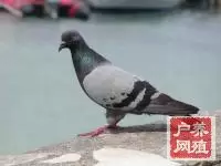 肉鸽养殖十字要诀(图文)插图