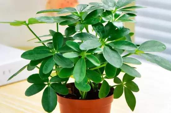 绿色植物晚上释放的是什么 绿色植物晚上释放的是什么