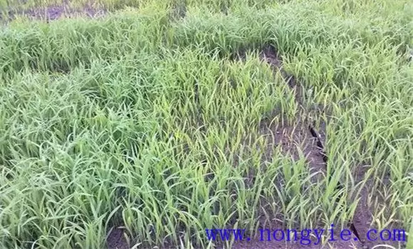 水稻苗期出现“僵苗”是什么原因? 水稻苗期出现“僵苗”是什么原因?