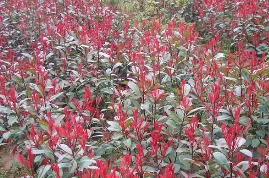 石楠树的介绍 石楠树的介绍