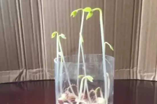 泡在水里的种子不易发芽是因为什么 泡在水里的种子不易发芽是因为什么
