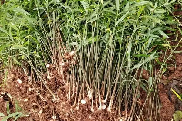 种植黄精需要多少成本,种植前景怎么样 种植黄精需要多少成本,种植前景怎么样