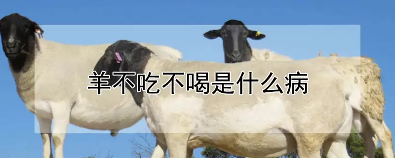 羊不吃不喝是什么病 羊不吃不喝是什么病