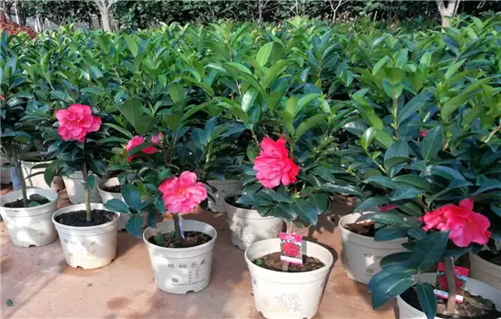 盆栽山茶花养殖关键技术:如何用土、换盆、浇 盆栽山茶花养殖关键技术:如何用土、换盆、浇