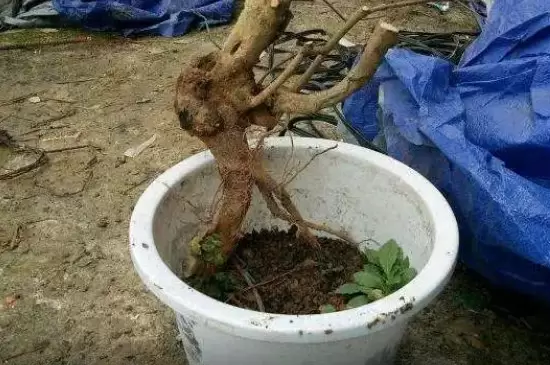 生桩最快生根办法 生桩最快生根办法
