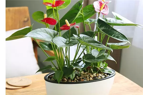 盆栽红掌的关键技术
