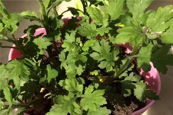 盆栽菊花怎么养 盆栽菊花怎么养
