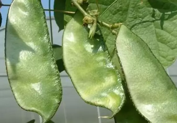 生扁豆的功效与作用 生扁豆的功效与作用
