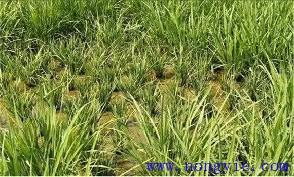 水稻僵苗原因及防治技术 水稻僵苗原因及防治技术
