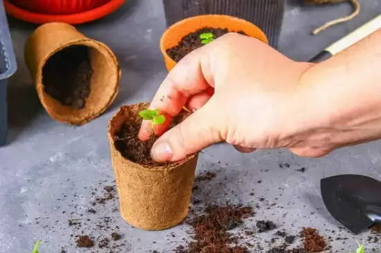 花移盆之后可以马上就浇水吗 花移盆之后可以马上就浇水吗