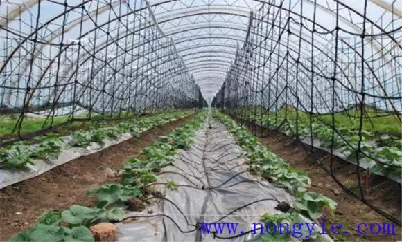 网纹甜瓜的管理方法 网纹甜瓜的管理方法