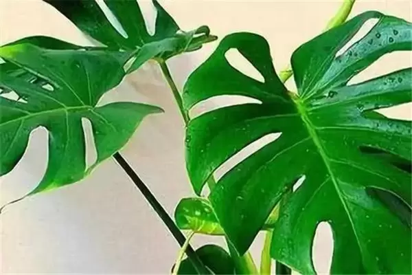 盆栽龟背竹花怎么养?龟背竹盆栽技术要点 盆栽龟背竹花怎么养?龟背竹盆栽技术要点