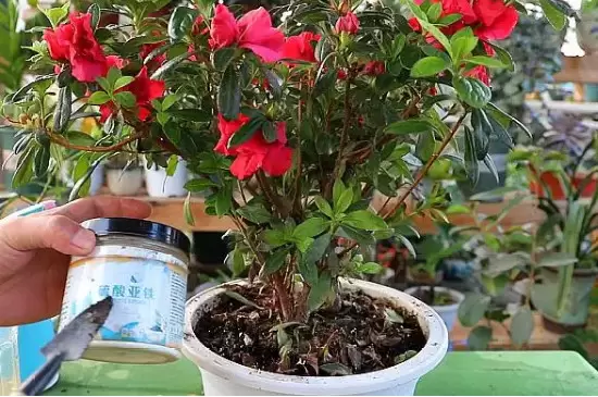 硫酸亚铁可以浇哪些植物 硫酸亚铁可以浇哪些植物