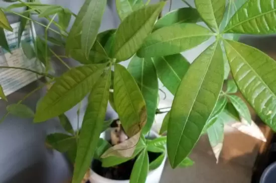 花叶子发黄是什么原因 花叶子发黄是什么原因