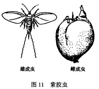 紫胶虫的药用价值有哪些 紫胶虫的药用价值有哪些