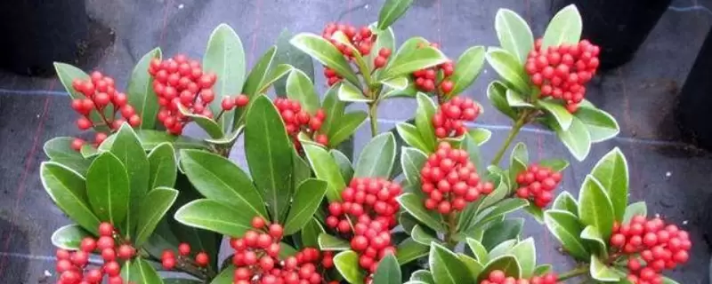 红玉珠的养殖方法和注意事项 红玉珠的养殖方法和注意事项
