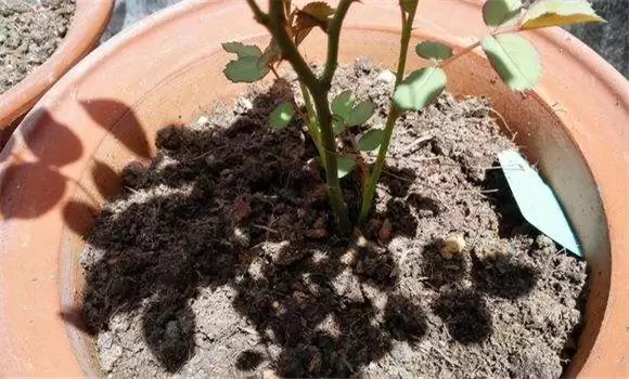花盆里有蚯蚓好不好