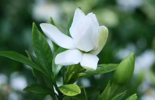 盆栽栀子花怎么养? 盆栽栀子花怎么养?