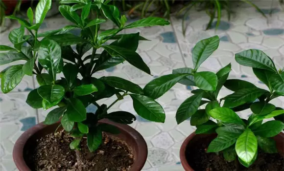 栀子花的繁殖方法和注意事项有哪些 栀子花的繁殖方法和注意事项有哪些