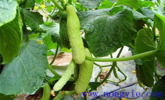 秋黄瓜的种植与管理要点 秋黄瓜的种植与管理要点