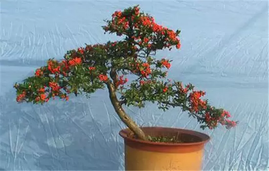 火棘如何盆栽?讲述火棘种植的那些细节问题 火棘如何盆栽?讲述火棘种植的那些细节问题
