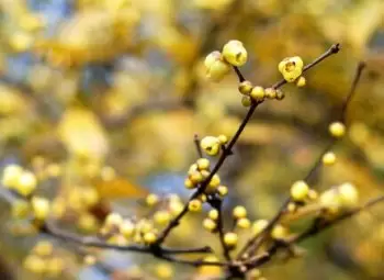 腊梅花种植方法技巧 腊梅花种植方法技巧
