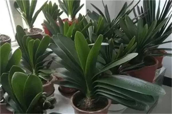 盆栽君子兰养殖关键技术,君子兰盆栽怎么养 盆栽君子兰养殖关键技术,君子兰盆栽怎么养