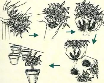 花卉繁殖 花卉繁殖