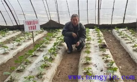 温室黄瓜栽培管理技术 温室黄瓜栽培管理技术