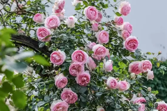 深粉龙沙宝石月季花开几季 深粉龙沙宝石月季花开几季