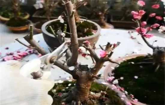 盆栽梅花养殖的方法和注意事项 盆栽梅花养殖的方法和注意事项