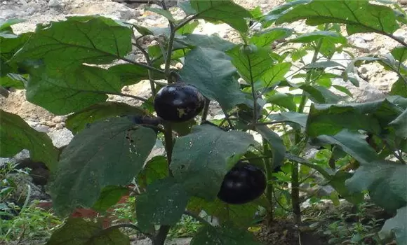 秋茄子种植技术要点与步骤 秋茄子种植技术要点与步骤