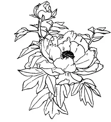 牡丹为何只现蕾不开花? 牡丹为何只现蕾不开花?