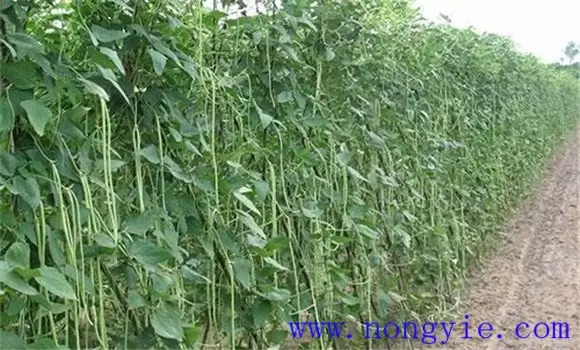 种植豇豆在肥水管理上应抓住哪些技术环节 种植豇豆在肥水管理上应抓住哪些技术环节