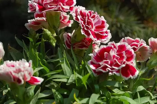 花分类 花分类