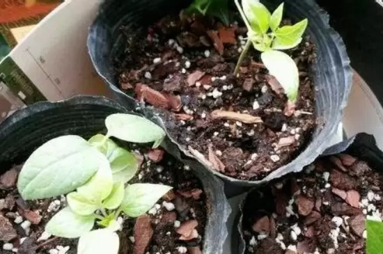 蛭石发根需要浇水吗 蛭石发根需要浇水吗