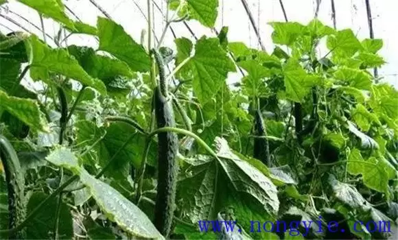 黄瓜畸形是什么原因造成的 黄瓜畸形是什么原因造成的