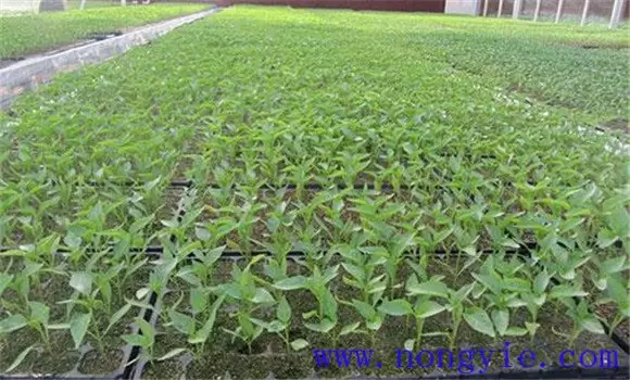 茄子嫁接育苗技术及种植技术 茄子嫁接育苗技术及种植技术
