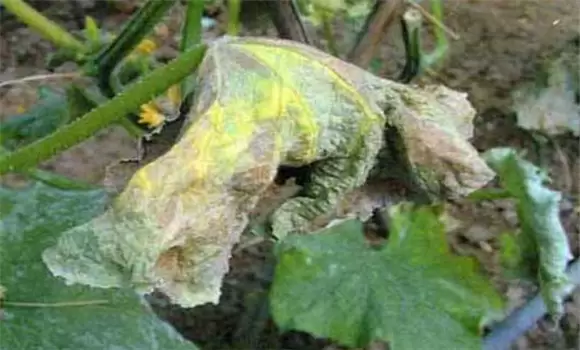 黄瓜疫病防治与预防新方法介绍 黄瓜疫病防治与预防新方法介绍