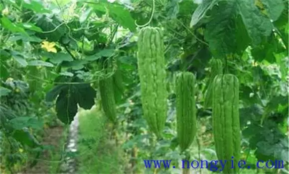 苦瓜种植管理技术与主要步骤 苦瓜种植管理技术与主要步骤