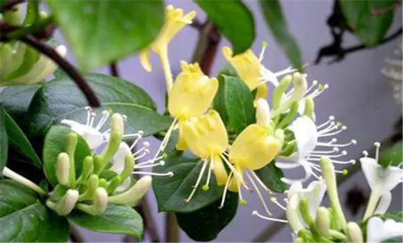 金银花种植的春季管理技术 金银花种植的春季管理技术