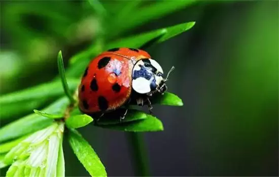 茄子病虫害防治:茄子绵疫病、褐纹病、地老虎 茄子病虫害防治:茄子绵疫病、褐纹病、地老虎