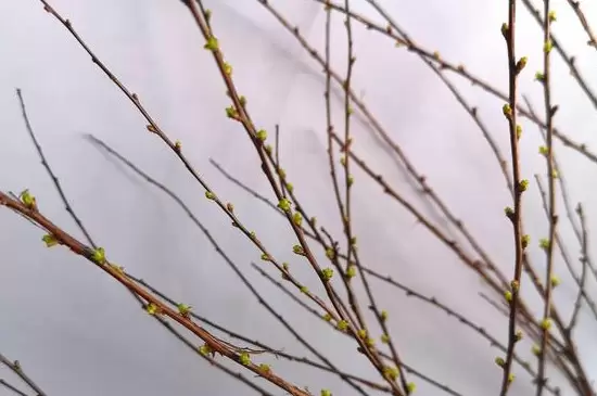雪柳干枝为什么能开花 雪柳干枝为什么能开花